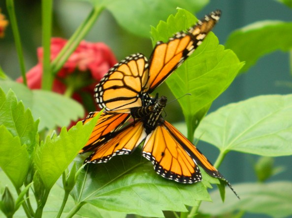 Mating Butterflies