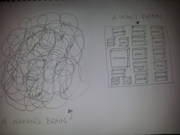 male and female brains