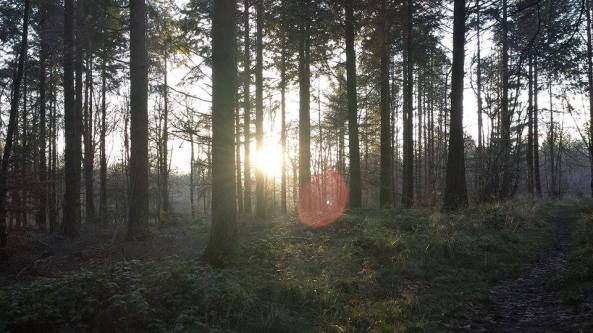 My Sunday walk in the woods