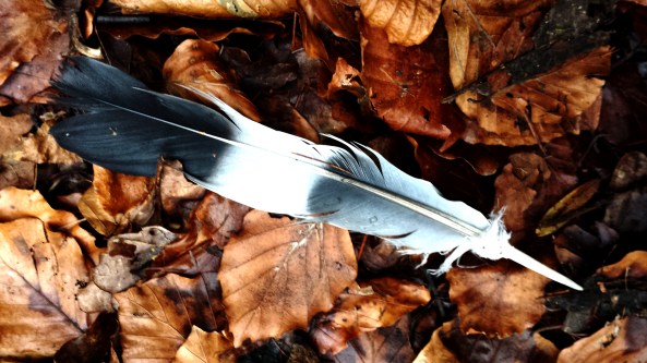 Beautiful shaman feather